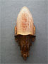 Sconce S36