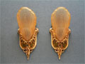 Sconce S57